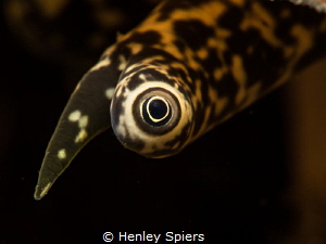 'Hypnotic Conch Eye'

Lobatus gallus in St Lucia 
Olym... by Henley Spiers 